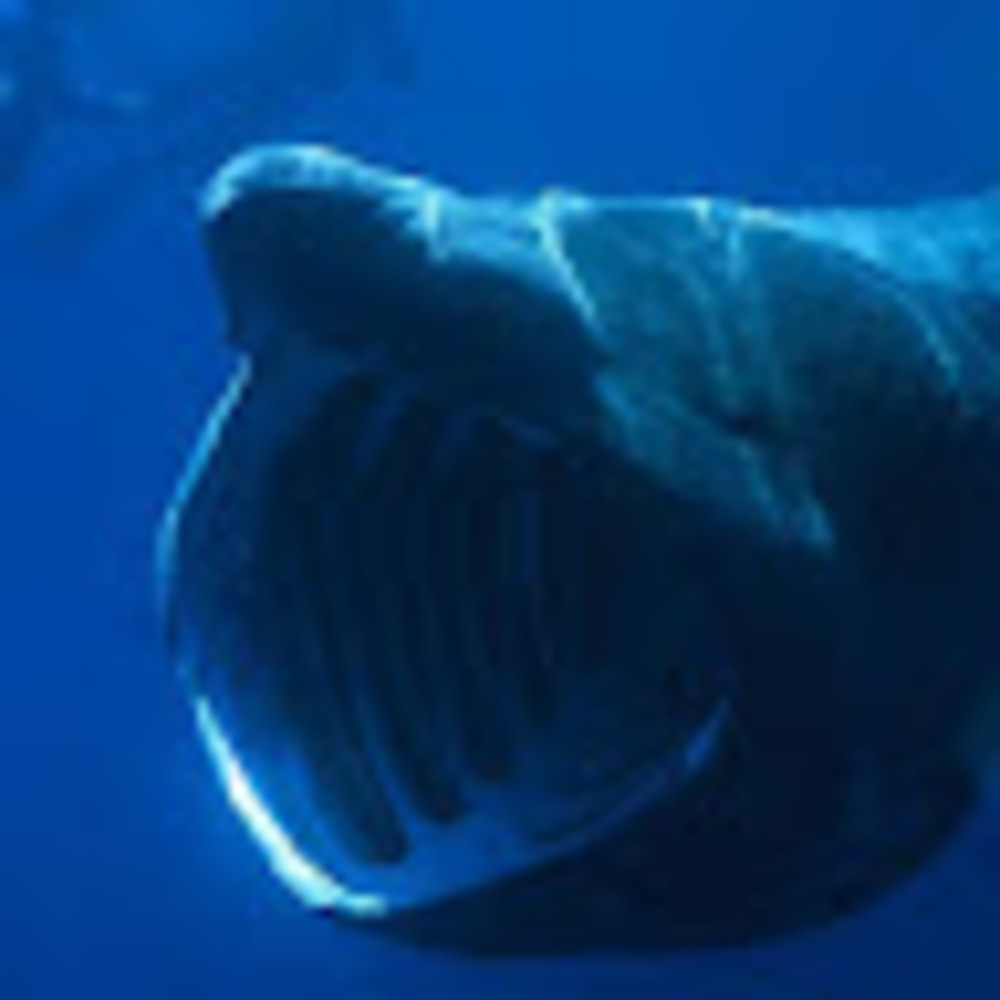 Meet your Posher, Ashy